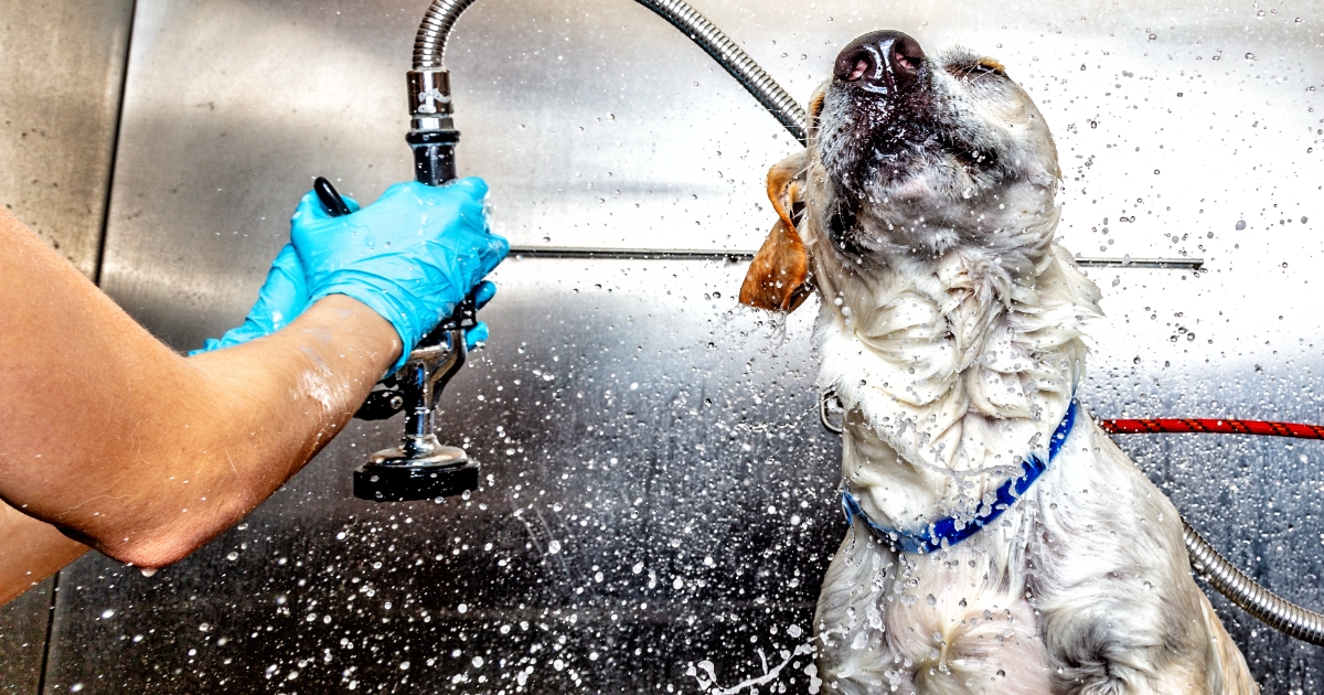 Your Local Self-Serve Pet Wash Station in Webb City, MO!